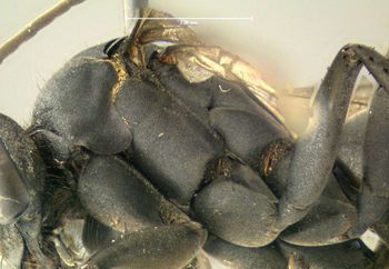 Media type: image;   Entomology 602683 Aspect: thorax lateral